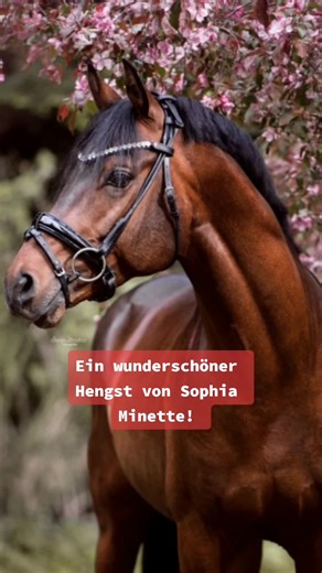 Wunderschöner Hengst von Sophia Minette – Traum-Pferd