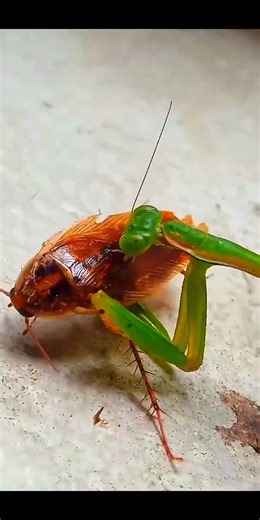 Praying mantis hunting a roach! #mantis #prayingmantis