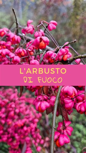 Associazione Capra&Cavoli ☎️ 3925767886 Cecilia Tanghetti on Instagram: "EVONIMO Euonymus europaeus L. FAMIGLIA: Celastraceae GENERE: Euonymus, il genere comprende centinaia di specie NOMI LOCALI: evonimo, fusaggine, fusaria, berretta del prete, ammazzapidocchi, b'retta da pret, bareta da prete, bareta de preve, baretis di predi, baretta d'preive, barretta da prevete, berrettin da prevet, birritta cardinalisca, birritta di parrinu, corallini, sanguinelle mascule, sanguinello feminino, scazzetta 
