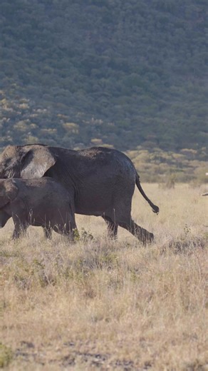 25K views · 590 reactions | Watch this wonderful sighting as this gorgeous herd of elephants walk across the African plains  #elephants #elephantlovers #ElephantExperience #safarimoment | All Out Safaris | Facebook