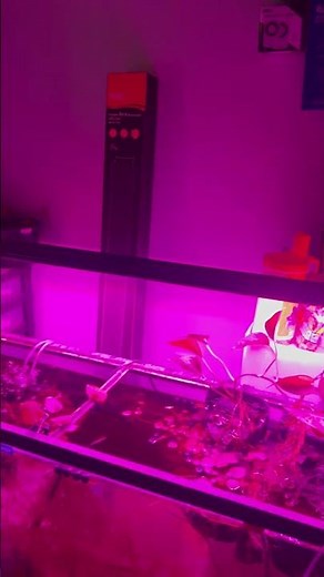 This Aquarium Light Is PERFECT