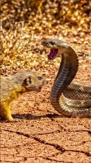 Nature's ultimate rivalry: Mongoose vs. Snake. 🐍🦦 Who do you think wins this wild encounter?