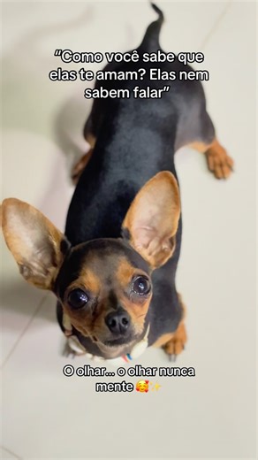 @lili.kiki.pinschers__ on Instagram: "🥰✨✨✨ #pinscher #pinscherlove #pinschermini #pinscherbrasil #pinscherminiatura"