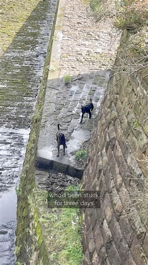 The story of The Reservoir Dogs, Mr Blue and Mrs Pink. It captures so much about our loving rescue and our lifetime commitment to every dog who comes into our care. The Rescue Lottery has funded the majority of the Phase 2 build at Rescue World (Sadie 🐶 has a very exciting 6 o'clock news pupdate tonight). Poster boy Lollipop would be thrilled to sign up a few more players today if anyone is moved by this story (link in comments) 💜 🐶 £10 a month to play (UK players only) 🐶12 guaranteed prizes