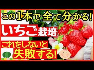 この動画でイチゴ栽培の全てが分かる♪初心者でも失敗しない大きくて甘～いイチゴを収穫する最強の育て方～春編・プランター栽培～
