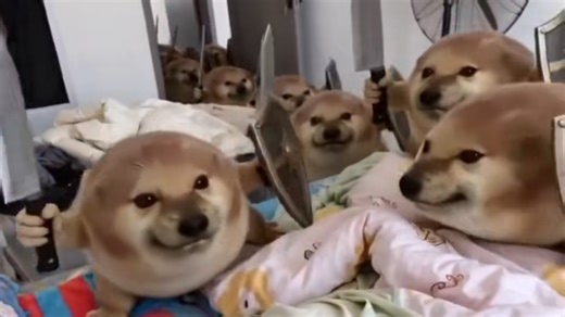 Drog / What the dog doing? | Know Your Meme