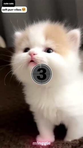 The most talkative cats you'll ever hear! #shorts #catshorts #cuteanimals