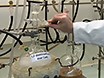 Video: Combining Solid-state and Solution-based Techniques: Synthesis and Reactivity of ChalcogenidoplumbatesII or IV