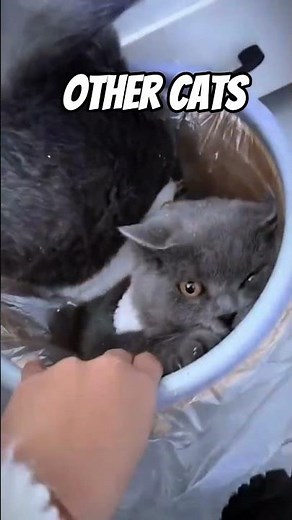 Other Cat vs My Cat 🥷 Jumping Skills #cat #spidercat #shorts