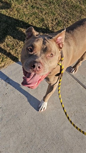 Got some exciting news!! I now offer different program packages. Check out the different packages and we can set up a consultation. We are here to help build a great relationship between you and your dog! | The Park dog training, where every dog wants to go