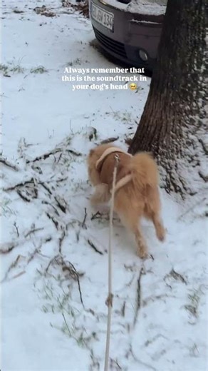 He‘s just a baby 🥰 #pomapoo #foreverpuppy