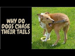 Why Do Dogs Chase Their Tails