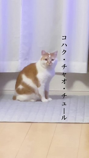 猫をテーマにしたコハク・チャオ・チュールのクリエイティブ作品