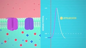 The Nervous System, Part 2 - Action! Potential!: Crash Course A&P #9 on Make a GIF