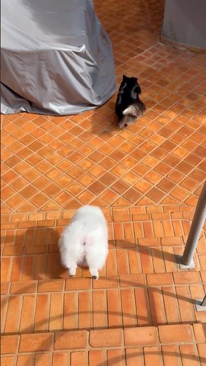Wait linga guli dog song cat song dog songs cat songs music puppy animals pets shorts funny dogs pet