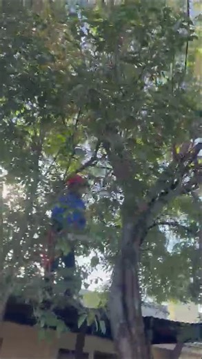 Jacinto Zetino tree services