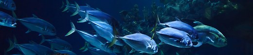 Visite Aquarium La Rochelle | Infos, tarifs et horaires aquarium La Rochelle