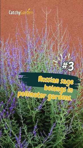 Top 5 Essential Tips for Growing Russian Sage! 🌿🌱👍 // #shorts #gardening