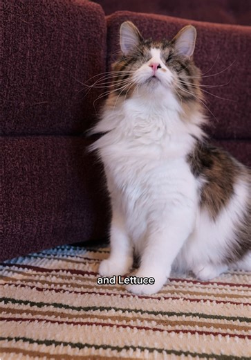 Nourish Your Cat's Instincts with Blue Buffalo Wilderness
