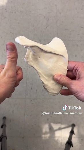 There are many, many more subtle landmarks than this on the bone, but this is most of what people will typically encounter. #LifeOnTikTok #TikTokPartner #Scapula #Anatomy