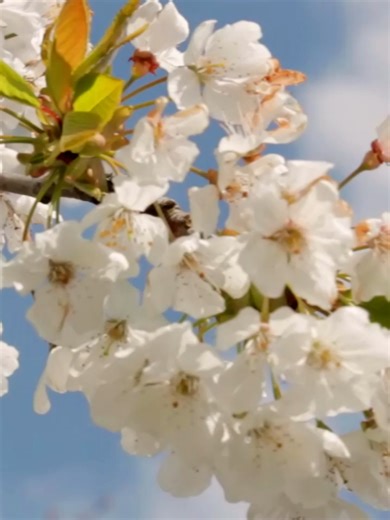 Beautiful Flowers - Relaxing Music for Sleep, Healing, Concentration, Work, Study 🌞 #relaxingmusic