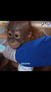 URGENT RESCUE OF BABY ORANGUTAN FROM HORRIFIC CONDITIONS! To donate: use the donate button on this post, visit our website (link on page) or visit link in comments section! He was only two years old - a helpless baby orangutan found alone, terrified, and trapped in a tiny cage in an illegal gold mining area in West Kalimantan, Indonesia. His name is Randy. When a joint team from the BKSDA West Kalimantan and our partners YIARI reached him, they found him living in heartbreaking conditions. The m