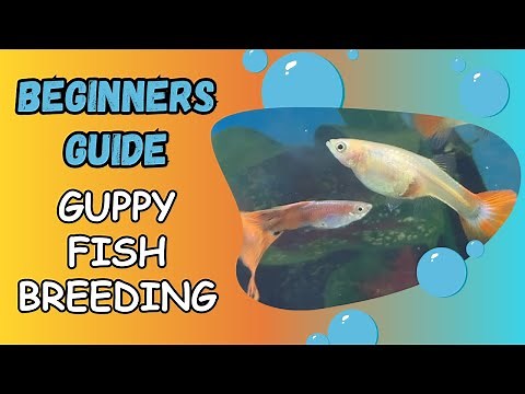 GUPPY fish breeding for beginners complete guide