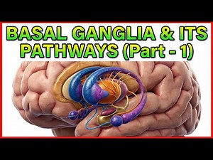 Basal Ganglia & Its Pathways (Part - 1) | Direct & Indirect Circuits Explained 🔄✨ USMLE Step 1👩‍⚕️