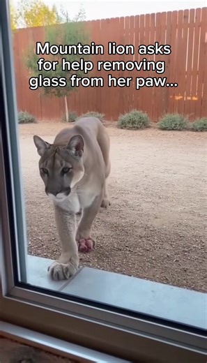 Wholesome Animal Moments That Bring Joy