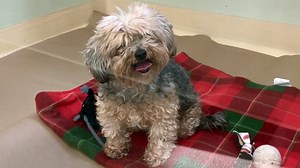 Oregon Humane Society has dozens of adoptable dogs, some waiting months for a new home