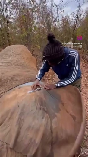 Using An APPLE Watch to Track Elephant’s Heart Rate ✌🏾