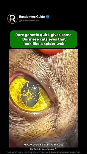 The Rare Spider Eye Condition In Burmese Cats Revealed Through High Definition Imaging