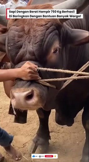 😱SAPI DENGAN BERAT 750Kg BERHASIL DIBARINGKAN BANYAK WARGA! #sapi #sapijumbo #cow #kurban #animals