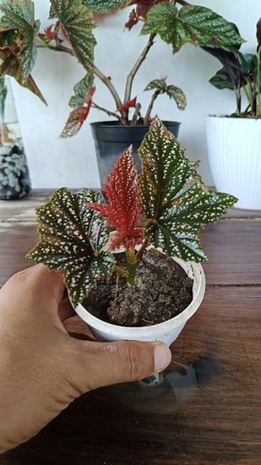 Begonias propagation from stem 🌱 #begonias #gardening #garden #plants #reels #trendingreel #trendingreelsvideo #facebookviral #facebookreel #facebookreelsviral #viralpost #viralpost2025 | Gardening Ideas