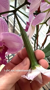 42K views · 1K reactions | This is what a seed pod on a Phalaenopsis orchid looks like. | Ohio Tropics Houseplant and Garden Care | Facebook