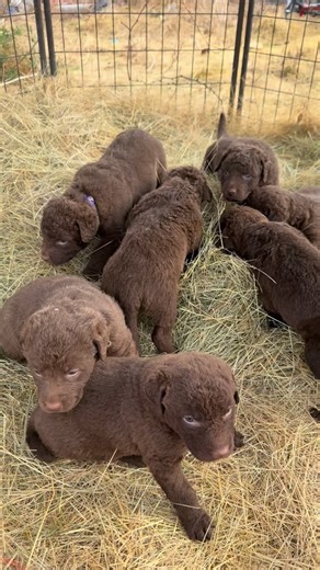 Puppies made it out to the great outdoors!! | Backwoods Chesapeake Bay Retrievers