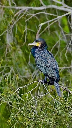 This Bird Can Dive Like a Submarine | Great Cormorant😱😳 #australianbirds