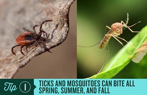 41 reactions · 51 shares | Warmer weather is on the way and so are disease-carrying ticks and mosquitoes! Play it safe with Fight the Bite prevention tips. | Wisconsin Department of Health Services | Facebook