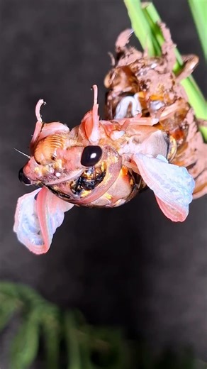 Mechanism of Molting and Maturation in Cicadas