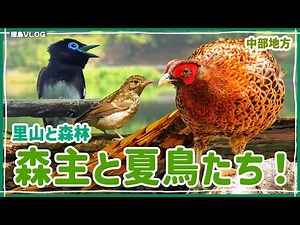 森で探鳥したら最高すぎた！《野鳥撮影vlog》｜サンコウチョウ、ヤマドリ、キビタキ幼鳥...etc