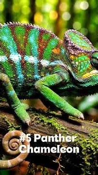 Top 10 Most Colorful Animals on Earth 🌈✨