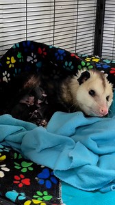 420K views · 34K reactions | Our opossum moms are doing well. We currently have four in care! Three were hit by cars and one got into a scuffle with another opossum and got injured. All are resting, on pain meds/antibiotics as needed, and keeping mommas stomachs full with some good food! | The Pipsqueakery | Facebook