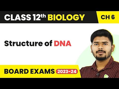 Structure of DNA - Molecular Basis of Inheritance | Class 12 Biology (2022-23)