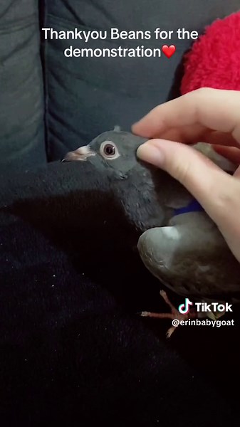 Pigeon Pants: The Funniest and Most Effective Way to Give Your Bird Freedom!
