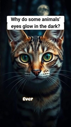 This Reflective Layer Gives Animals Superpowers #NightVision #Animals