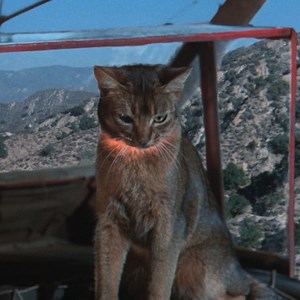 16K views · 282 reactions |  Evening viewing recommendation? Don’t miss classics like THE LONG GOODBYE, EYE OF THE CAT, WALK ON THE WILD SIDE, and CAT PEOPLE before they leave our CAT MOVIES collection on the Criterion Channel at the end of the month! This salute to some of the screen’s most entrancing felines is purr cinema.  https://bit.ly/48AjGBe | The Criterion Collection | Facebook