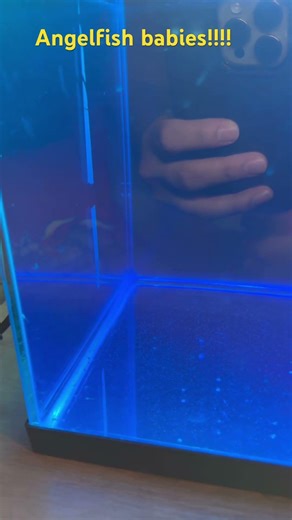 Angelfish, angelfish babies, any tips on how to care for them? #shorts #viralvideos #fish #aquarium