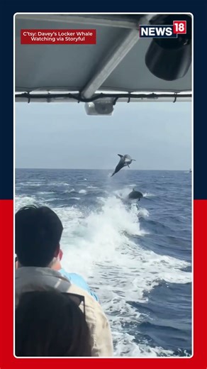 100+ Dolphins Leap and Race Alongside Boat in California