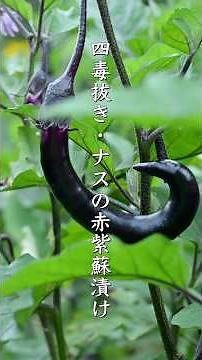 四毒抜き・ナスの赤紫蘇漬け 簡単漬け物レシピ