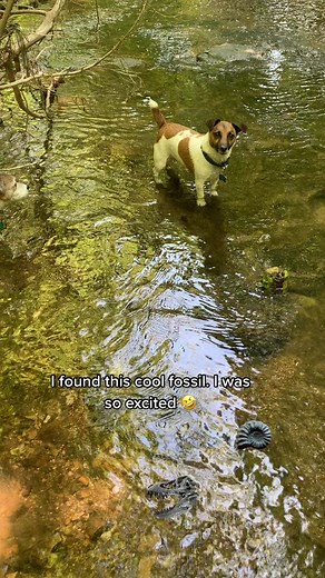 Exploring the World of Crinoid Fossils